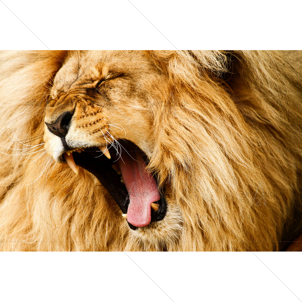 Yawing Lion — African custom art by ArtzFolio