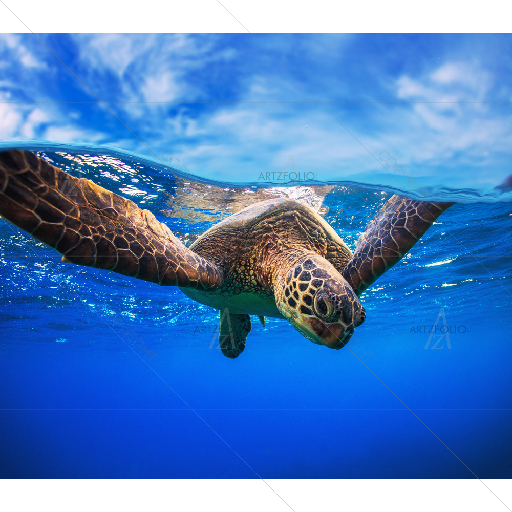Aquatic Sea Turtle Portrait — Animals custom art by ArtzFolio