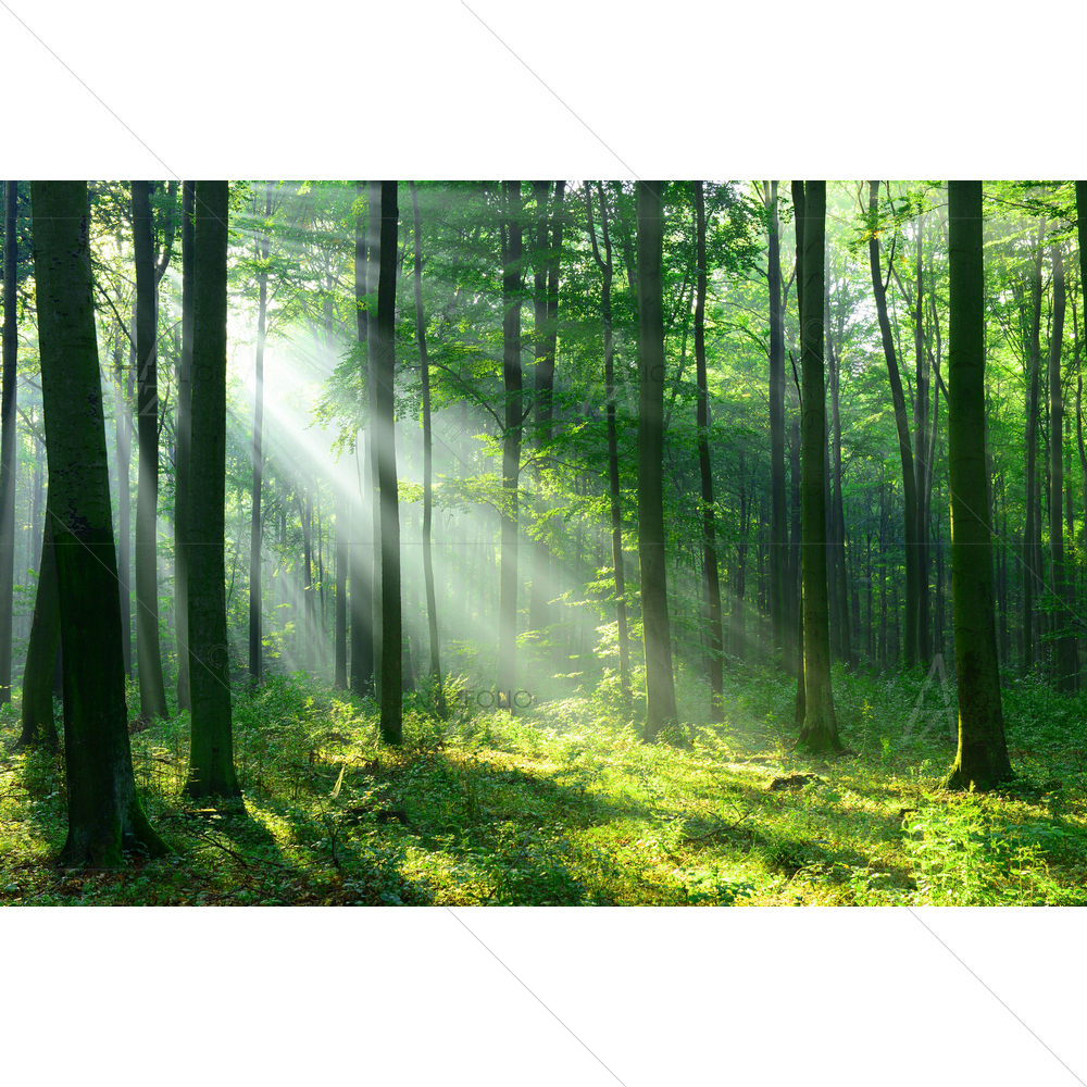 Forest Landscape D2 — Fantasy custom art by ArtzFolio