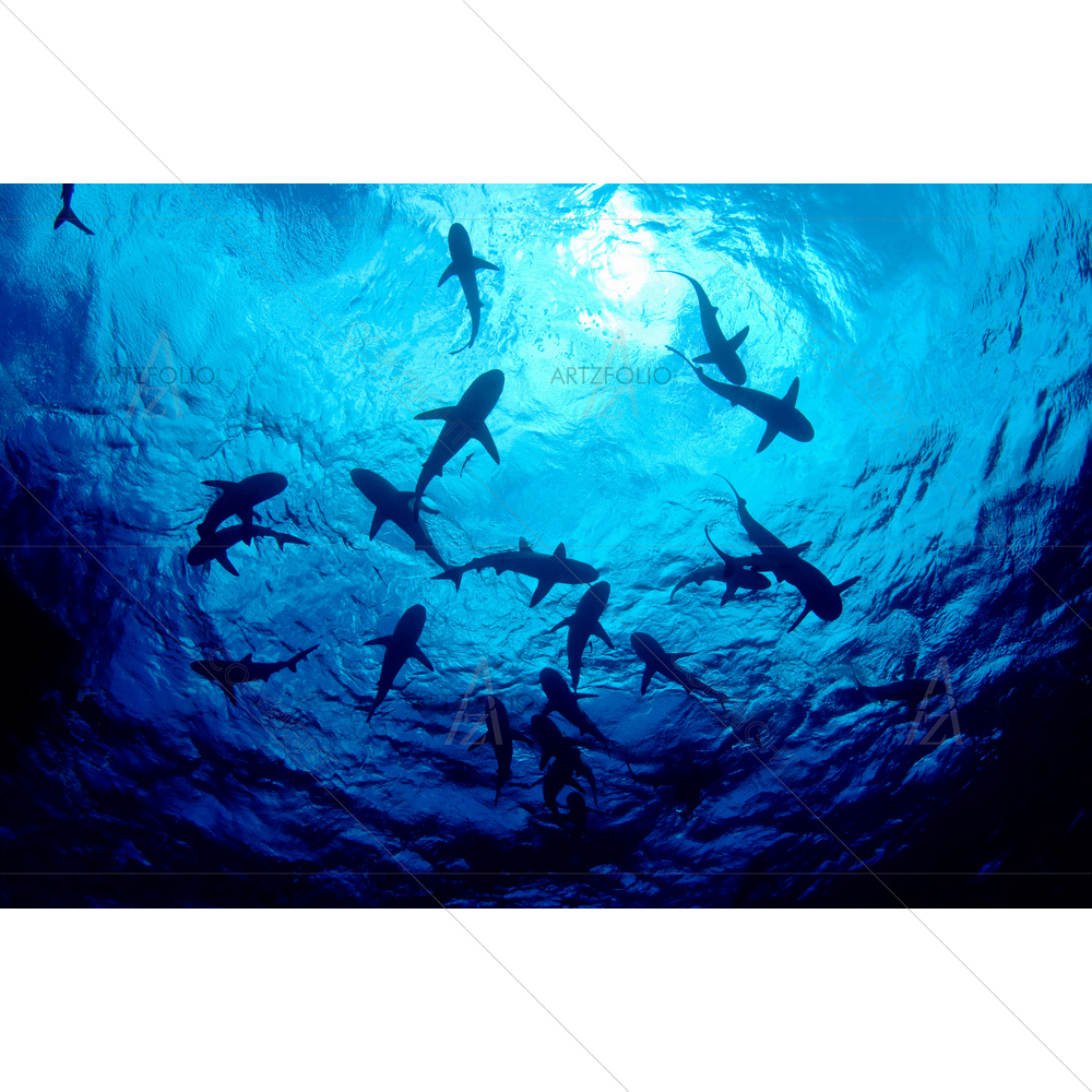 Sharks Swimming in Ocean — custom-size art design 5012290