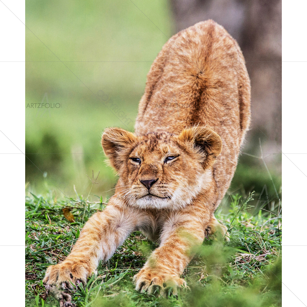Lion Cub D1 — African custom art by ArtzFolio