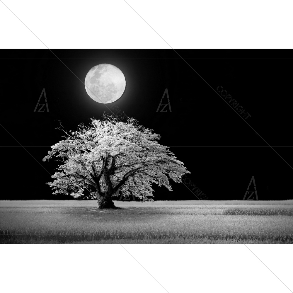 Black White Landscape — Cinema custom art by ArtzFolio