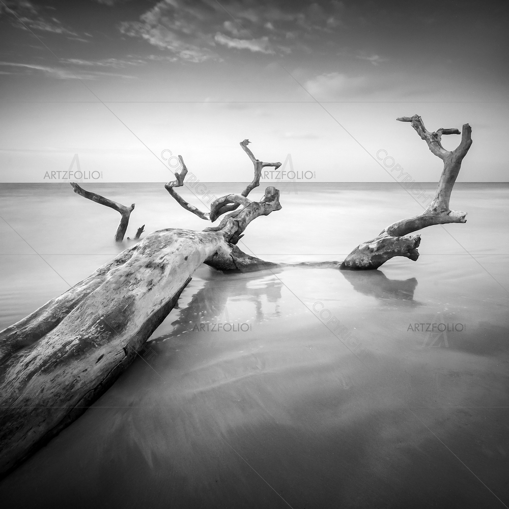 Falling Tree at Beach, Sarawak, Malaysia — custom-size art design 5012394