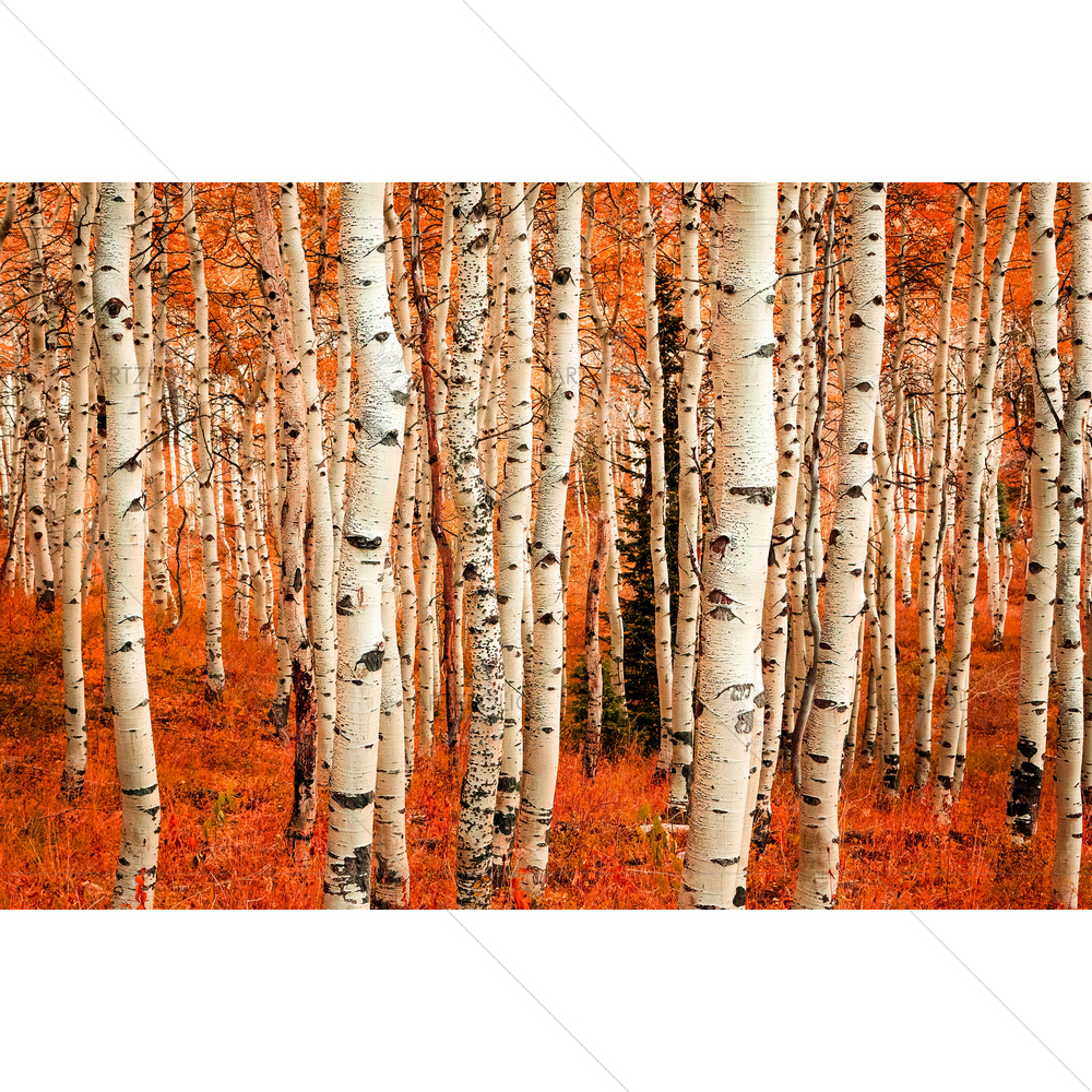 Fall Color, Utah, USA — custom-size art design 5012401