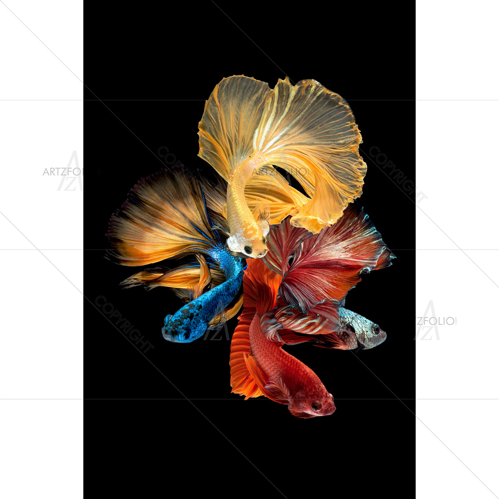 Betta Fish Image D1 — custom-size art design 5012678