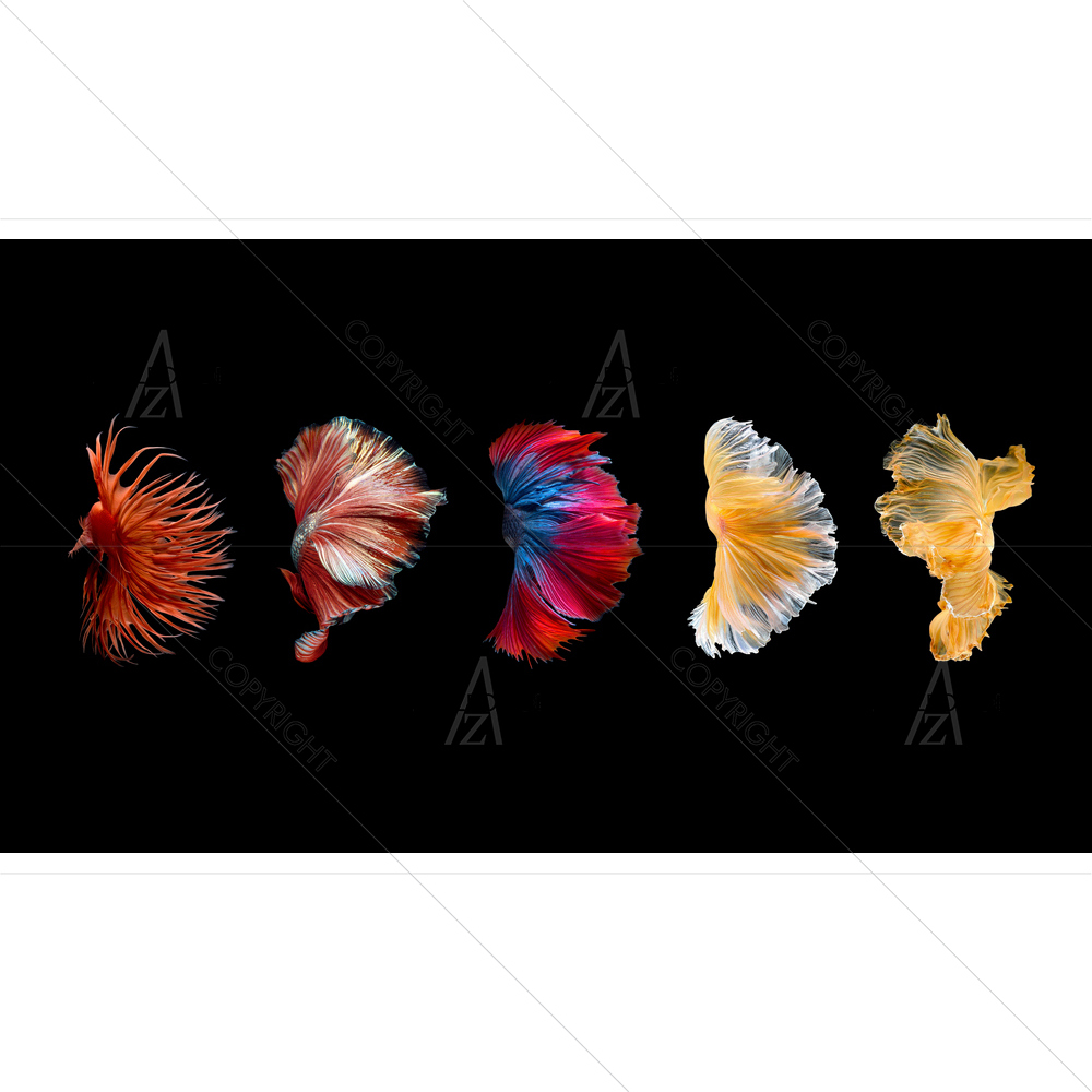 Betta Fish Image D2 — custom-size art design 5012679
