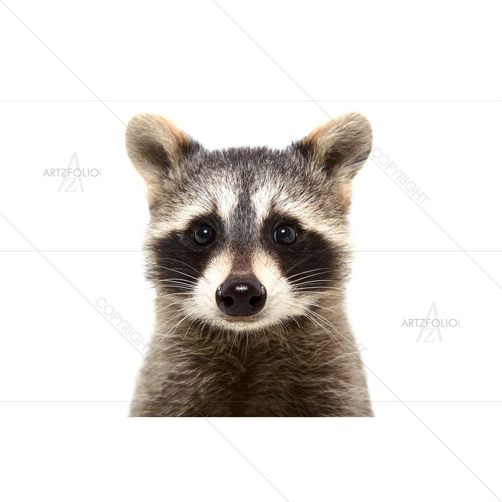 Raccoon Portrait D2 — custom-size art design 5012750