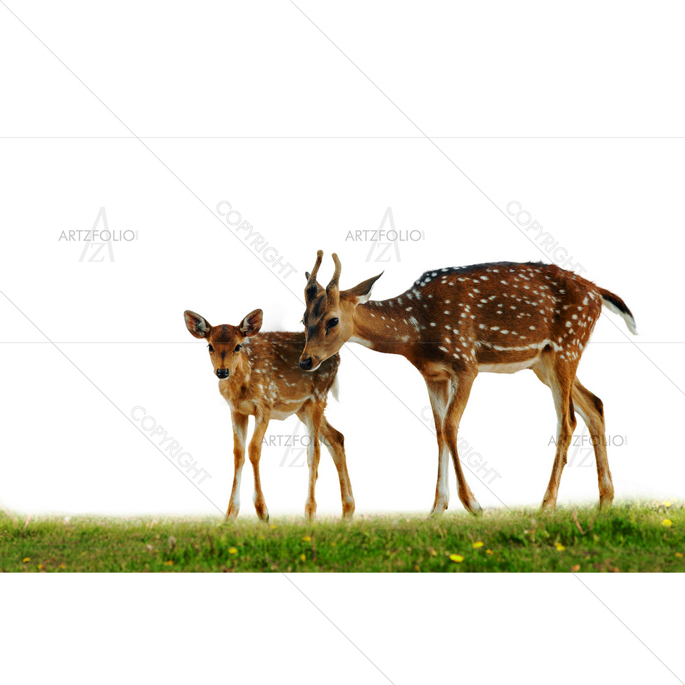 Axis Deers Family — Animals custom art by ArtzFolio