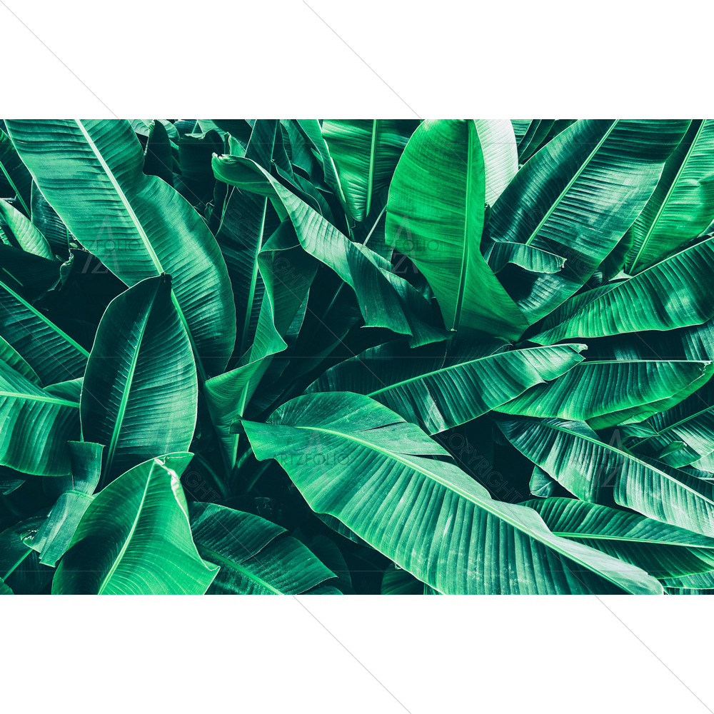 Green Tropical Banana Leaves — custom-size art design 5012811