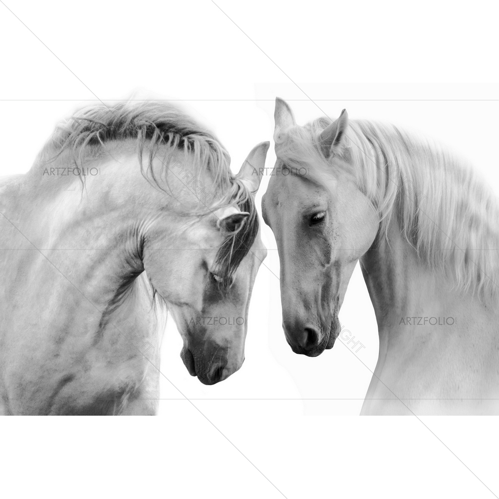 White Horses D7 — Animals custom art by ArtzFolio