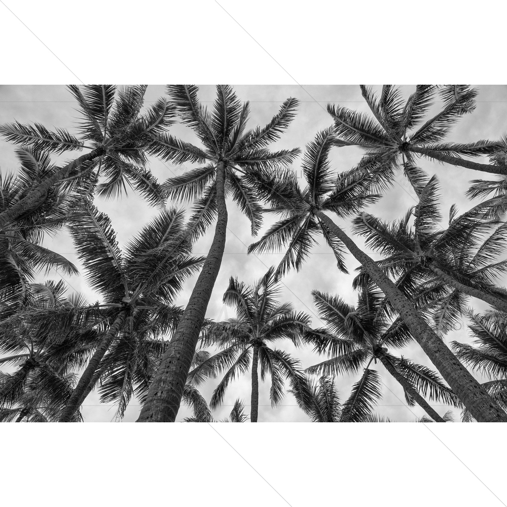 Hawaiian Coconut Palm Tree — custom-size art design 5012832