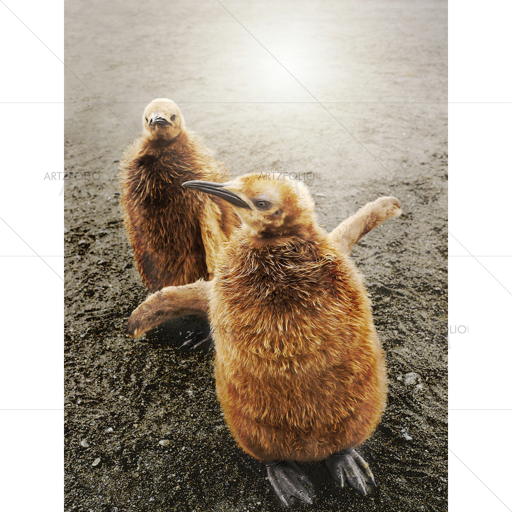 Two Penguin Chicks, South Georgia Island — Animals custom art by ArtzFolio
