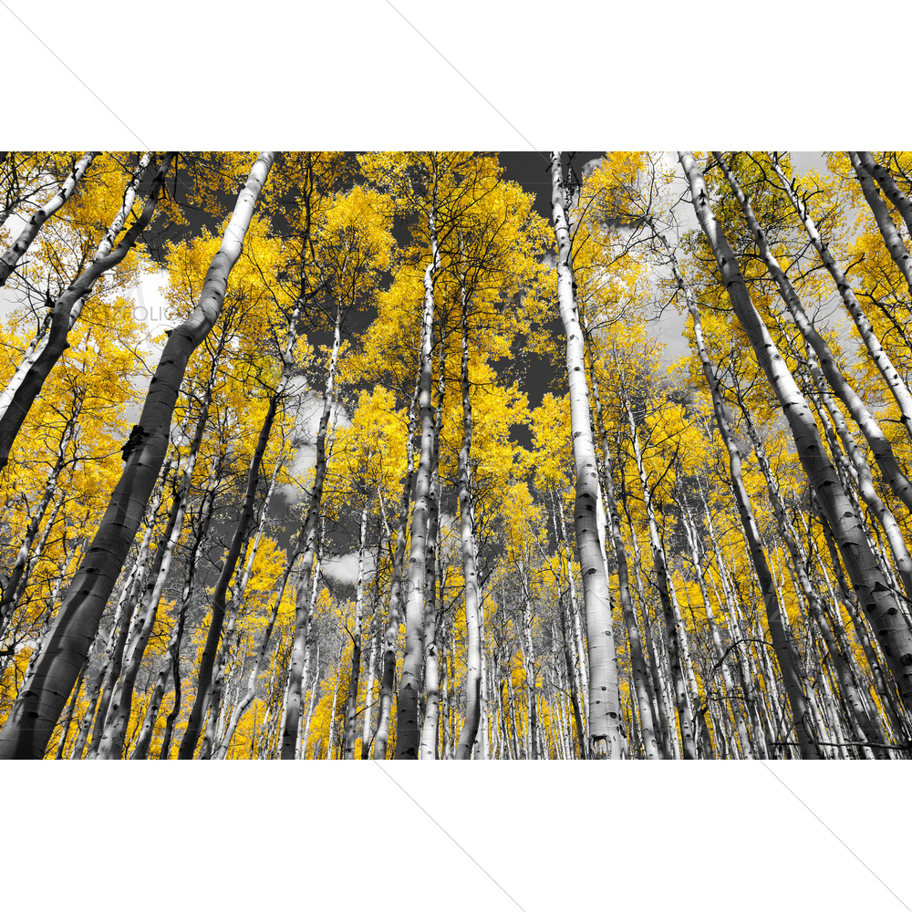 Forest of Fall Aspen Trees — Fantasy custom art by ArtzFolio