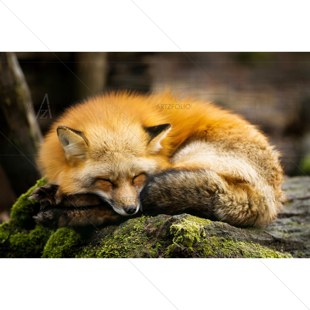 Red Fox Animal — Landscapes custom art by ArtzFolio