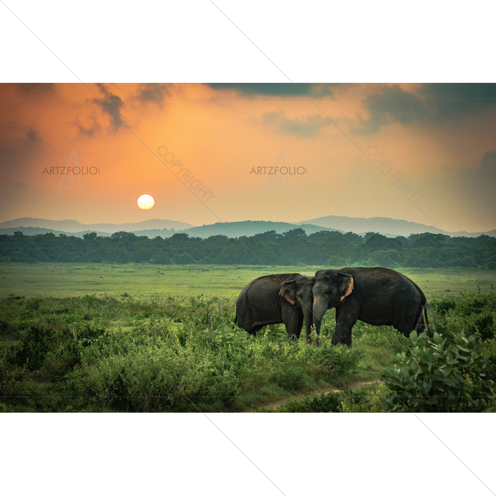 Sri Lankan Wild Elephants Playing in Field — custom-size art design 5012888