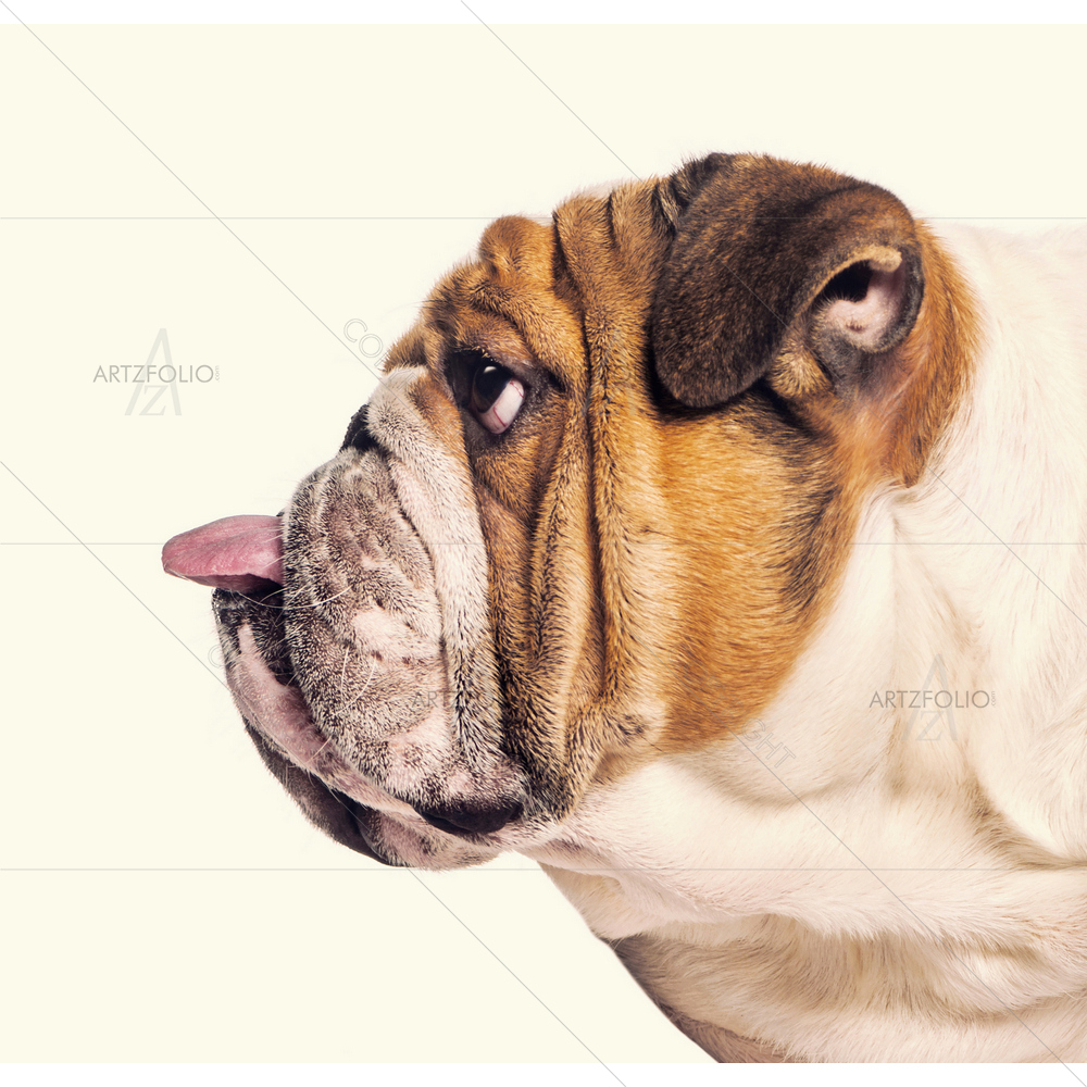 English Bulldog — Animals custom art by ArtzFolio