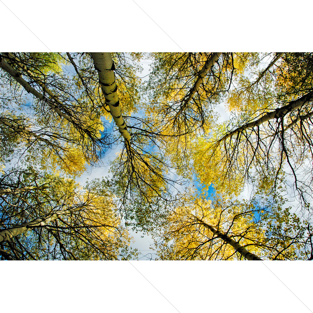 Looking Up Through Aspens, Colorado — Mountains custom art by ArtzFolio