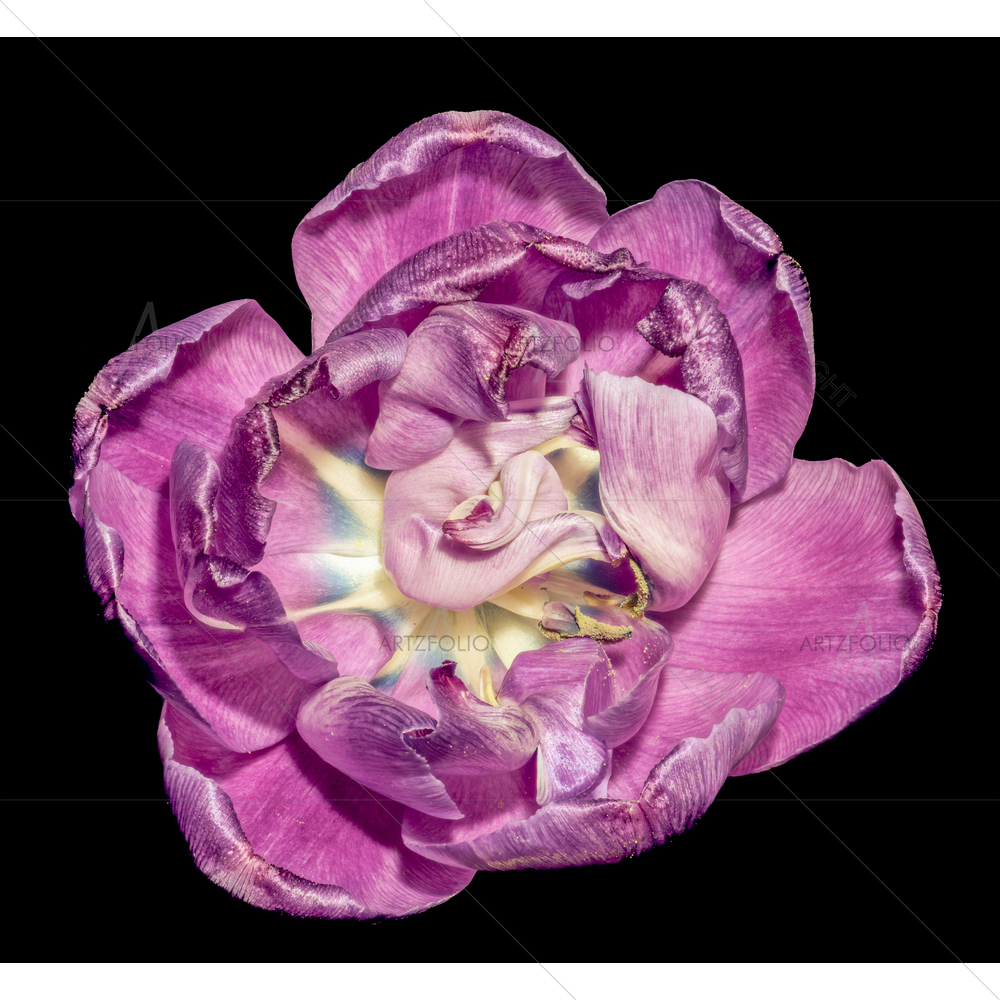 Still Life Tulip Blossom — custom-size art design 5013047