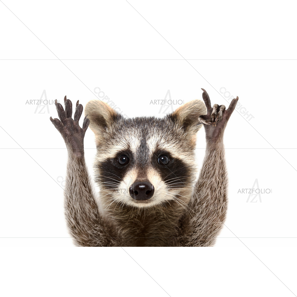 Raccoon Showing Rock Gesture — custom-size art design 5013127