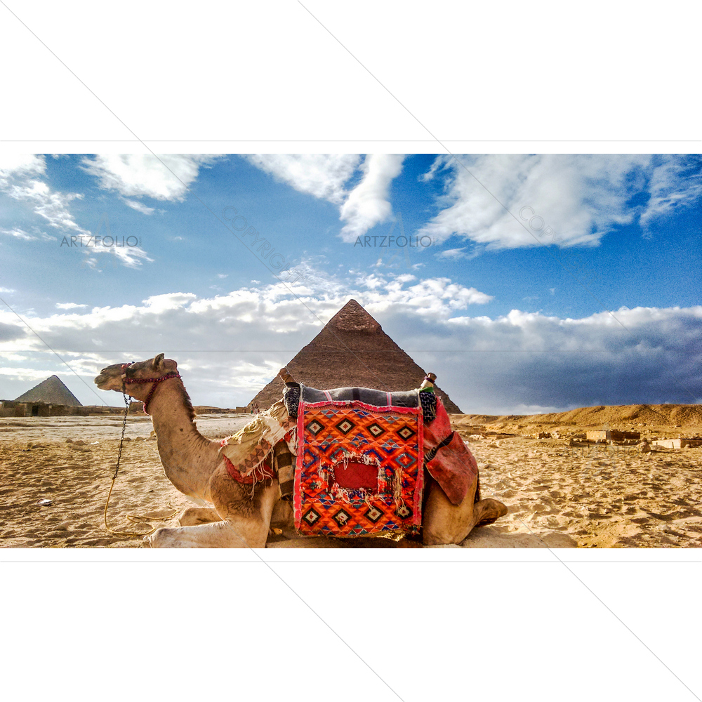 Camel at Giza Pyramids — Landscapes custom art by ArtzFolio