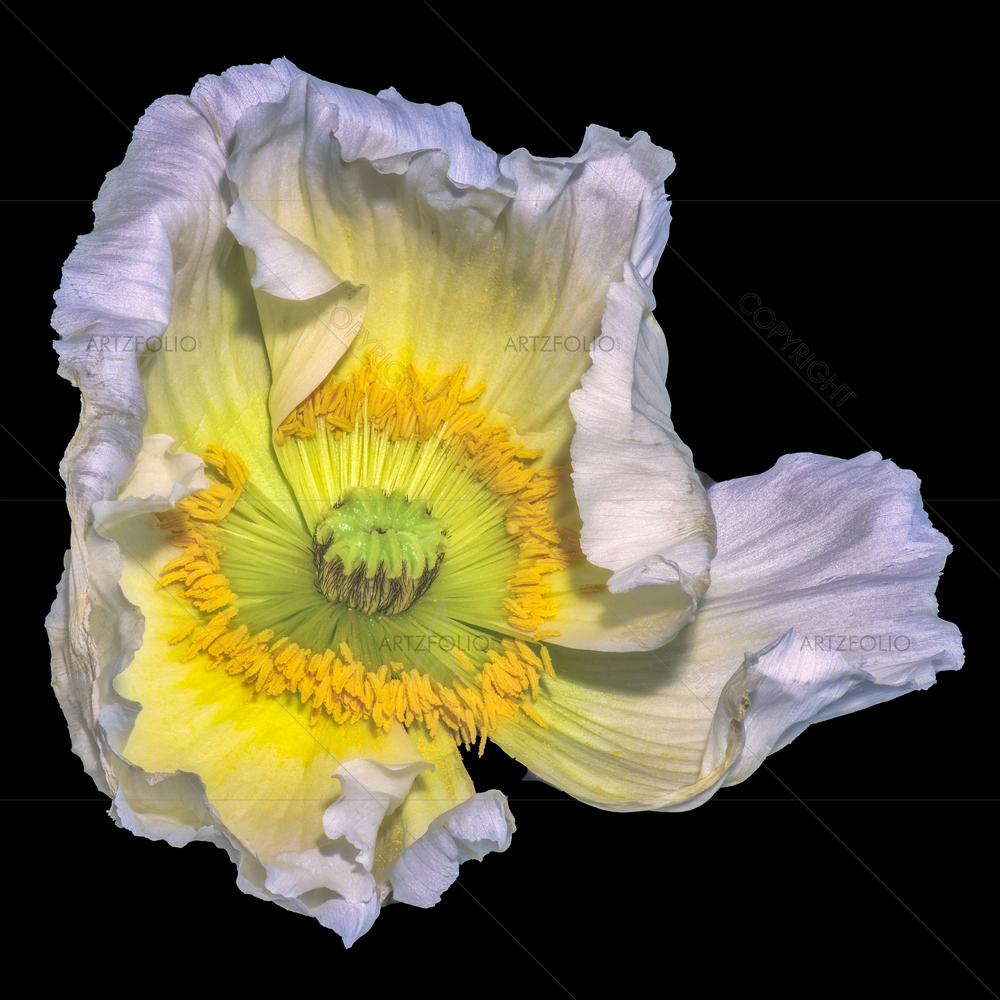 Still Life Yellow Green Flower — custom-size art design 5013156