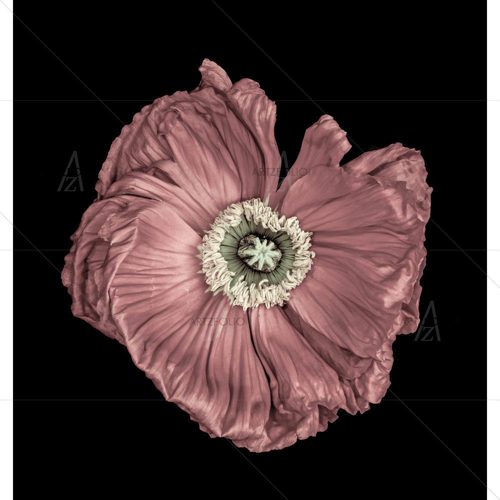Still Life Macro Flower D1 — Botanical custom art by ArtzFolio