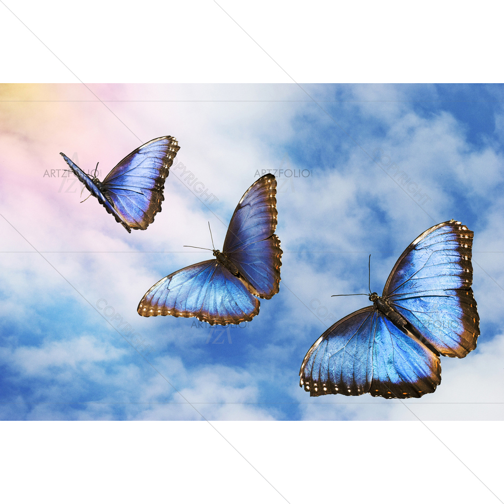 Tropical Butterflies — Animals custom art by ArtzFolio