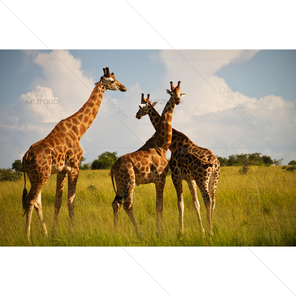 Giraffes in Savannah — custom-size art design 5013186