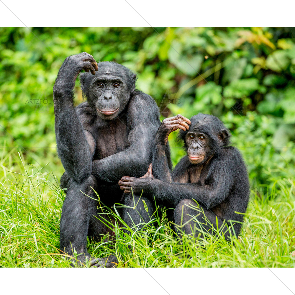 Female Bonobo with Baby, Africa — custom-size art design 5013211