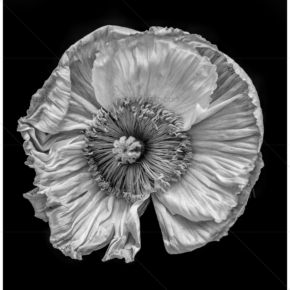 Still Life Monochrome Poppy Blossom — Devotional custom art by ArtzFolio