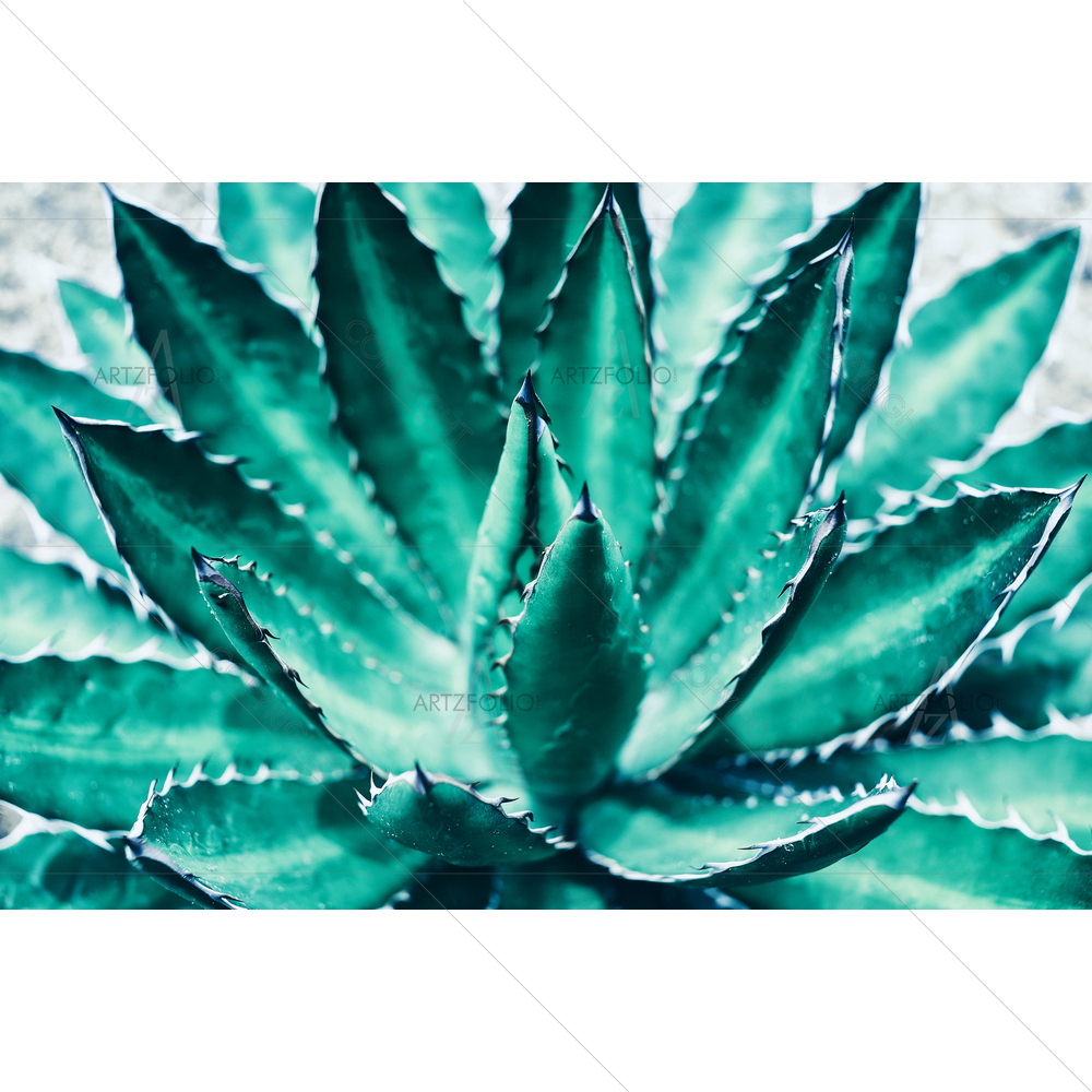 Blue Agave Plant D2 — Botanical custom art by ArtzFolio