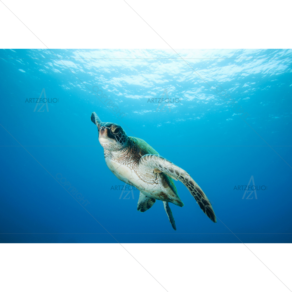 Green Sea Turtle, Hawaii — custom-size art design 5013257
