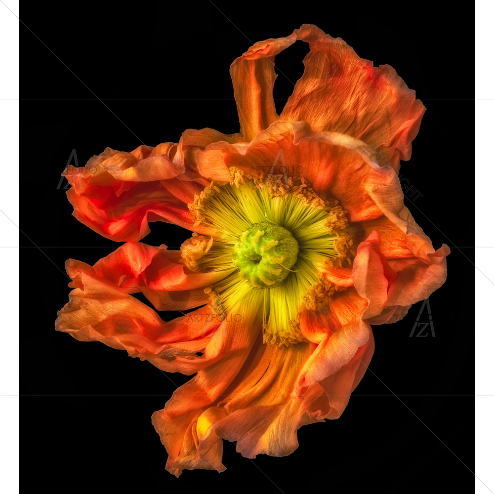 Still Life Poppy Blossom — Devotional custom art by ArtzFolio