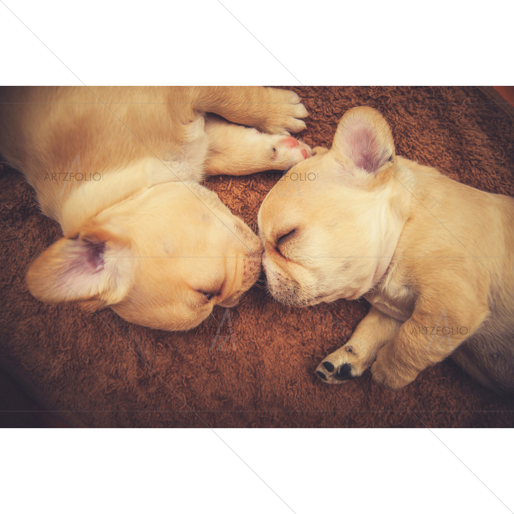 French Bulldog Puppy Sleeping in Blanket — Ancient custom art by ArtzFolio