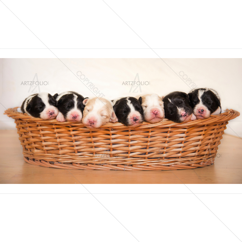 Newborn Collie Puppies — Animals custom art by ArtzFolio