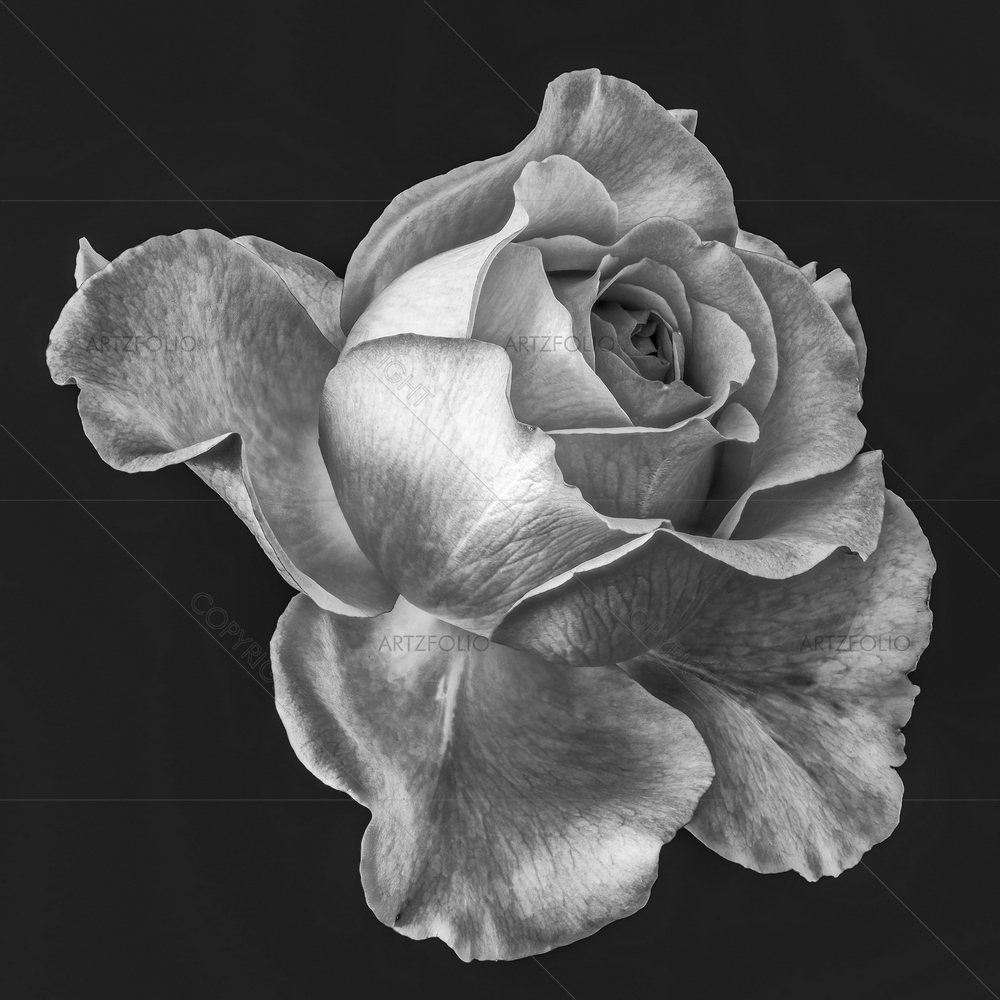 Still Life Monochrome Rose — custom-size art design 5013512
