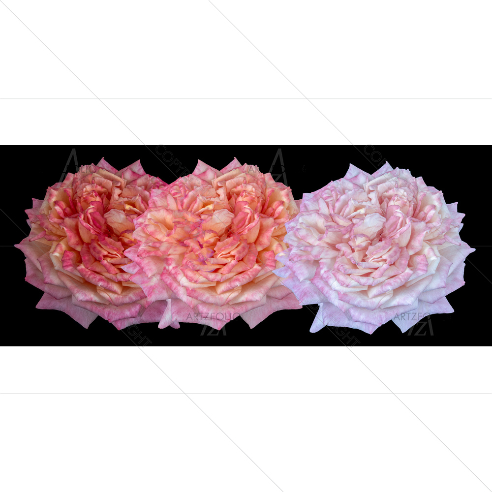 Still Life Rose Blossoms D1 — custom-size art design 5013577