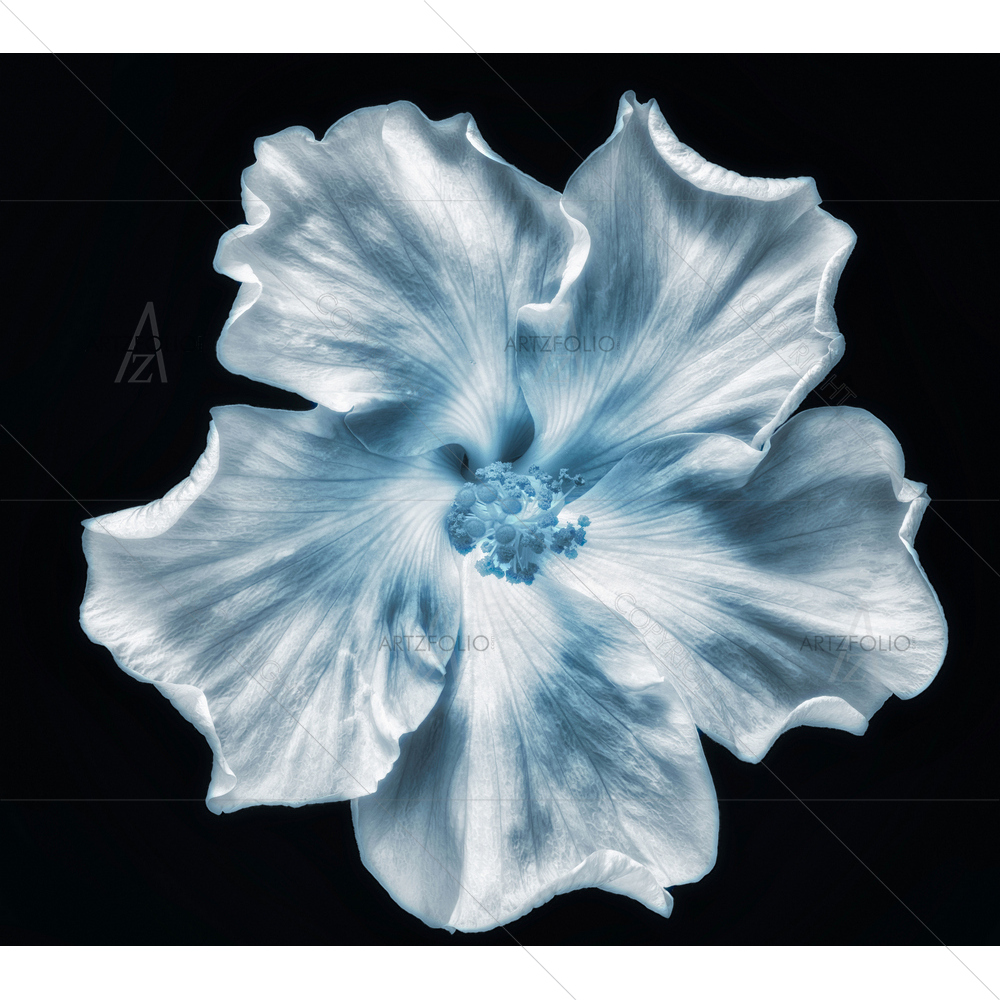 Still Life Hibiscus Blossom D1 — Devotional custom art by ArtzFolio