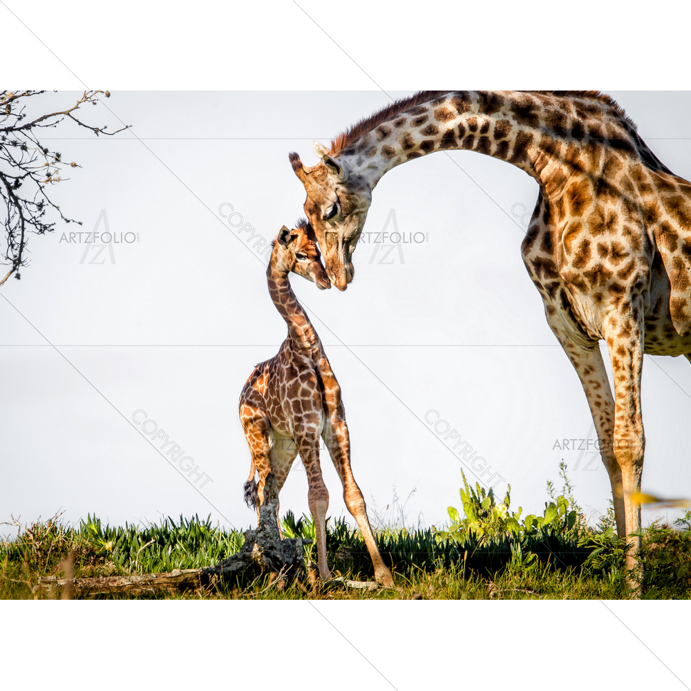 Mother Giraffe and Her Baby — African custom art by ArtzFolio