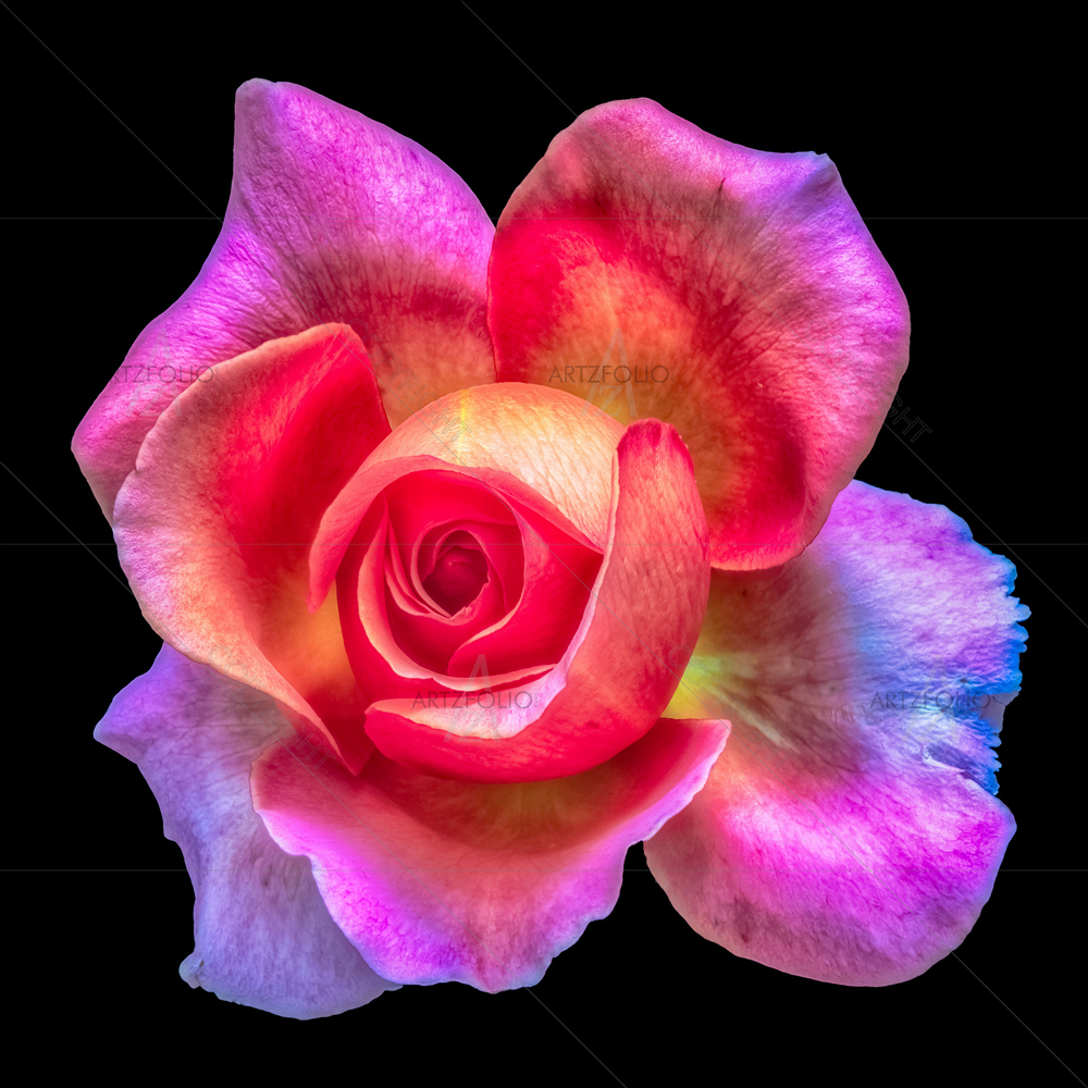 Still Life Colorful Rose Blossom D2 — custom-size art design 5013606
