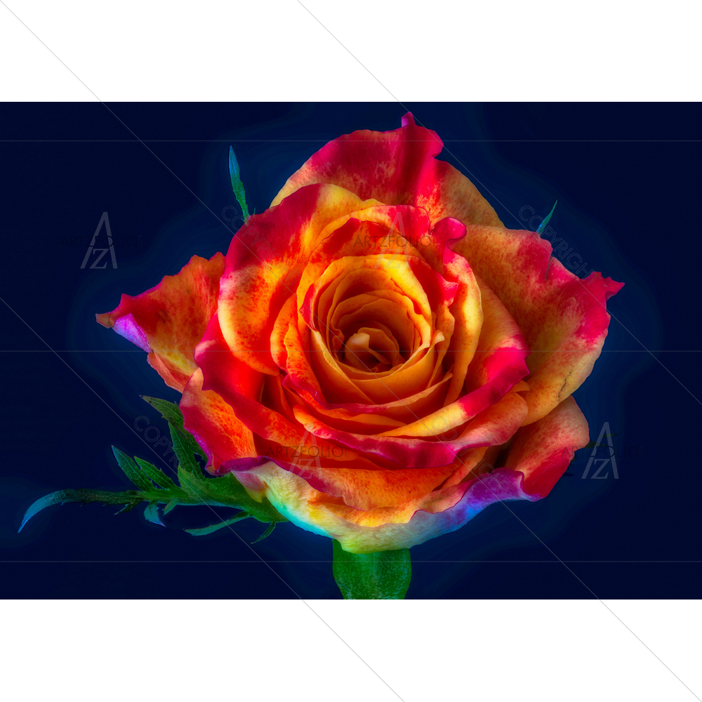 Still Life Red Yellow Rose — custom-size art design 5013611