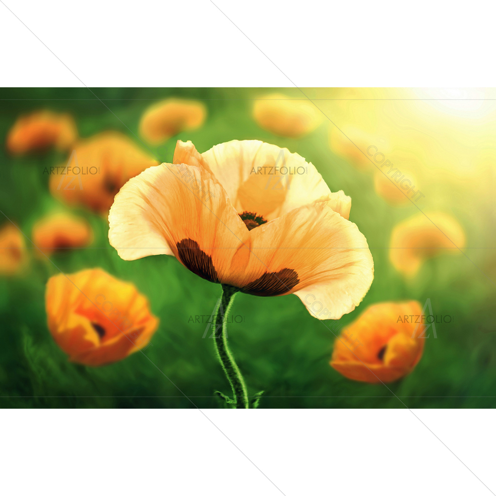 Flower Poppy Flowering — Botanical custom art by ArtzFolio