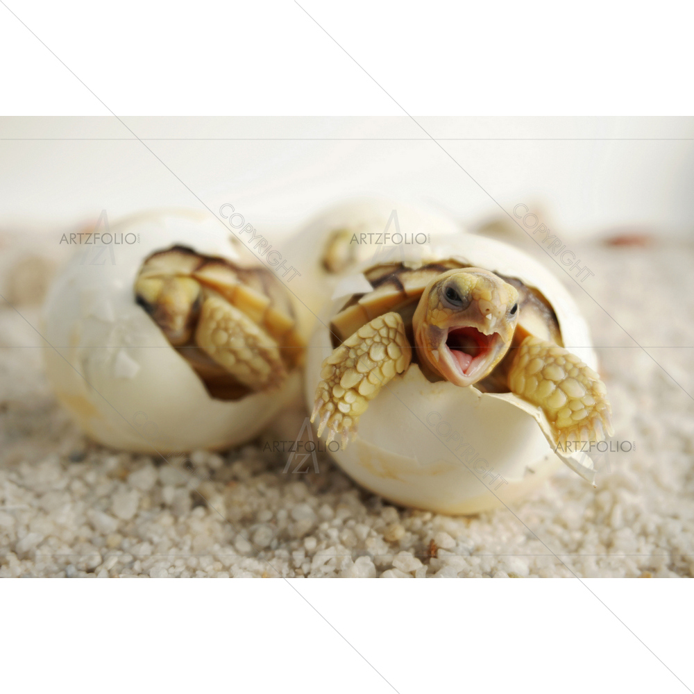 African Baby Tortoise Hatching — custom-size art design 5013677