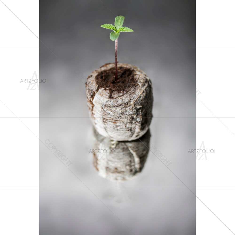 Tiny Plant — Baby custom art by ArtzFolio