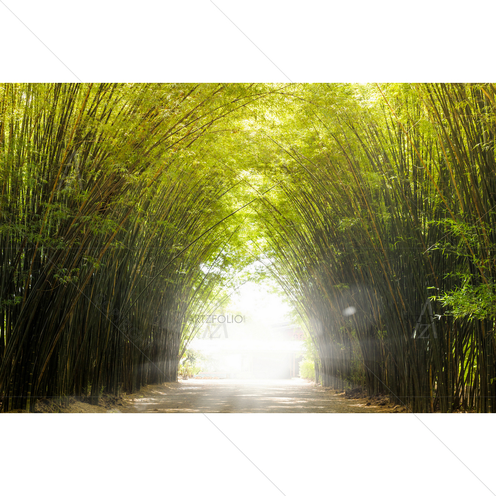 Tropical Bamboo Rainforest, Thailand — Botanical custom art by ArtzFolio