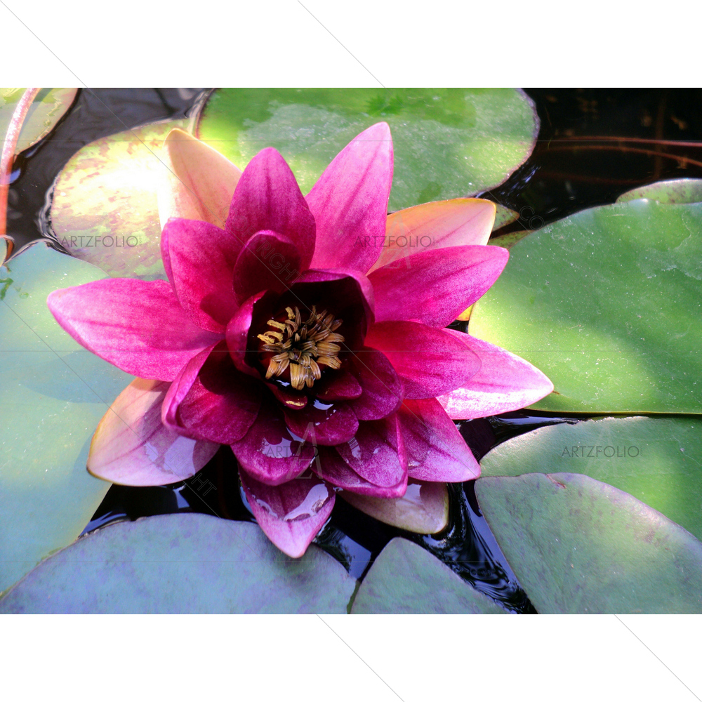Pink Lily Blooms in Pond — custom-size art design 5013779
