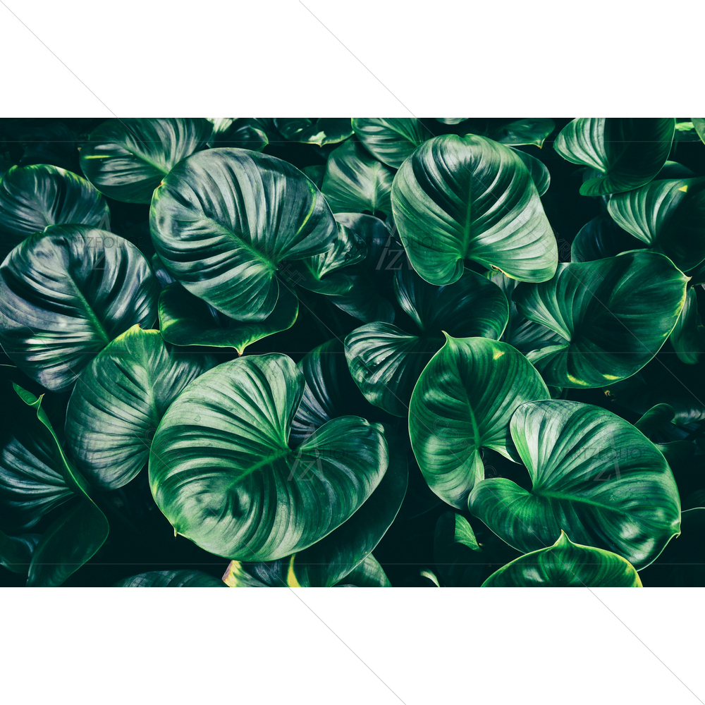 Green Lush Foliage in Rainforest — Botanical custom art by ArtzFolio