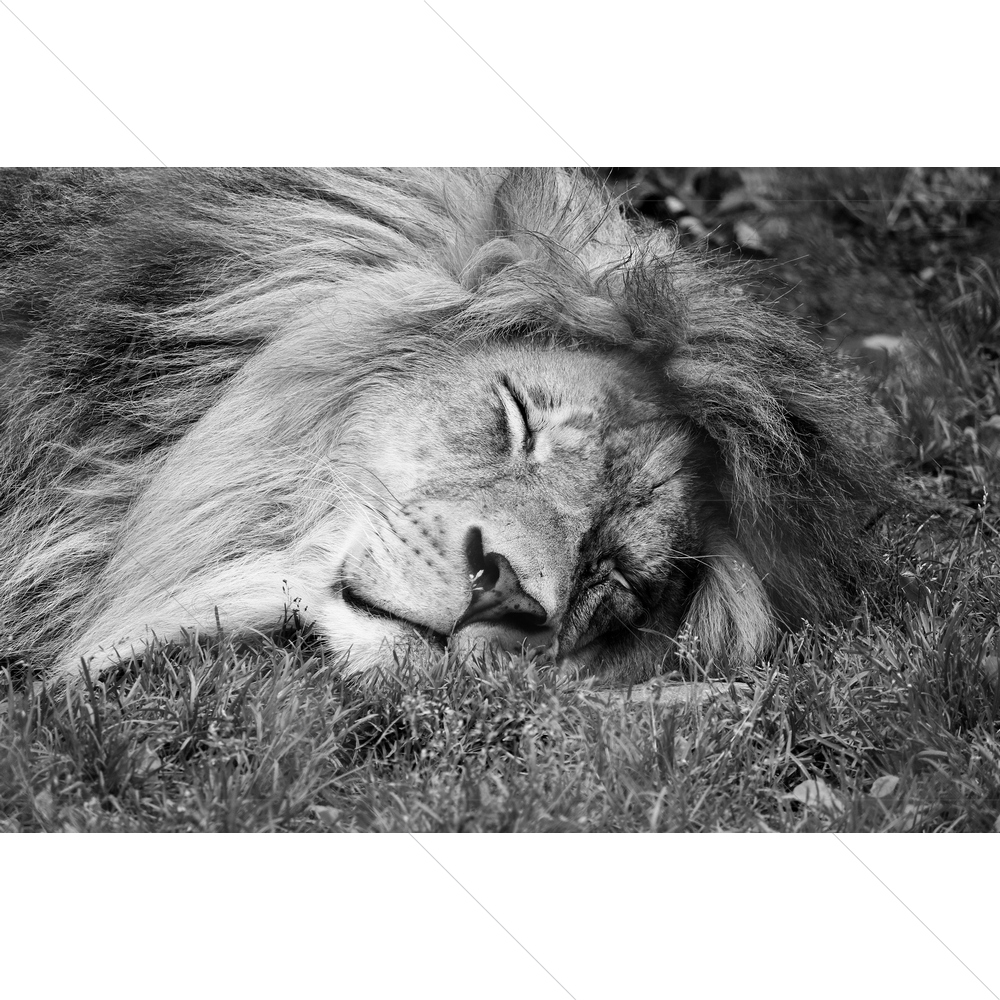 Sleeping King Lion — African custom art by ArtzFolio