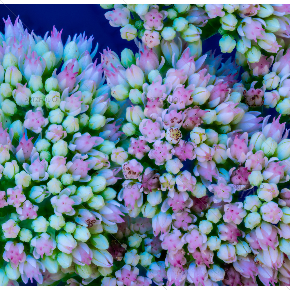 Still Life Evolving Stonecrop Buds D1 — Botanical custom art by ArtzFolio