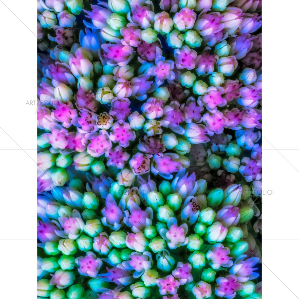 Still Life Evolving Stonecrop Buds D2 — custom-size art design 5013838